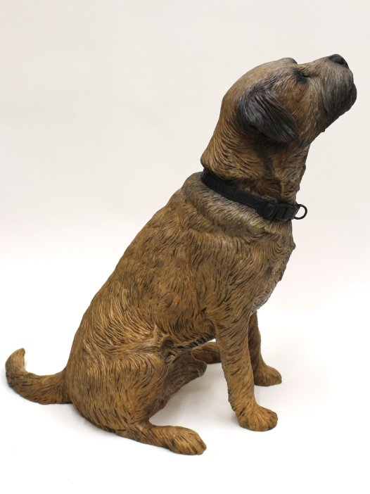 Border Terrier